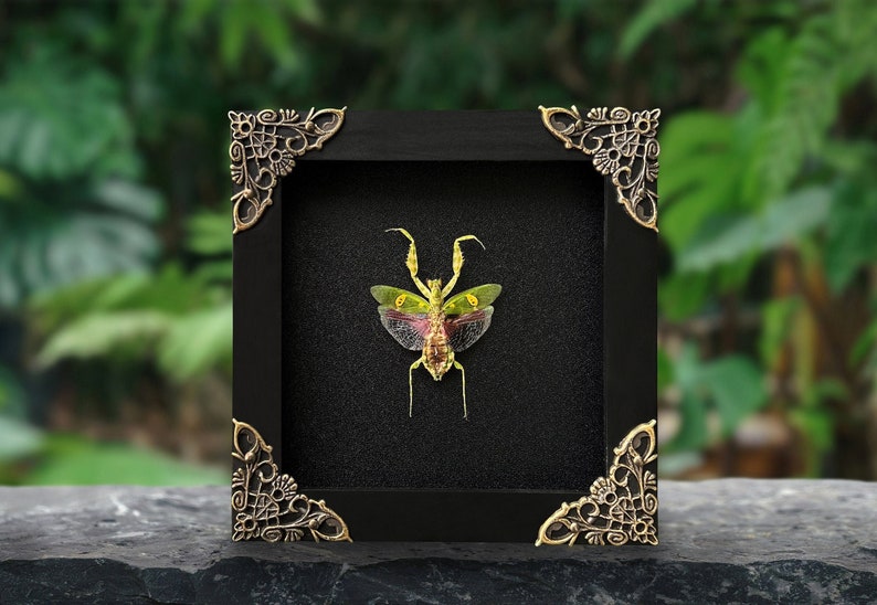 Puede incluir: Un esp&eacute;cimen de mantis preservado con alas amarillas y verdes exhibido dentro de un marco negro cuadrado. El marco presenta adornos met&aacute;licos dorados en las esquinas y un fondo negro texturizado que resalta la anatom&iacute;a del insecto.