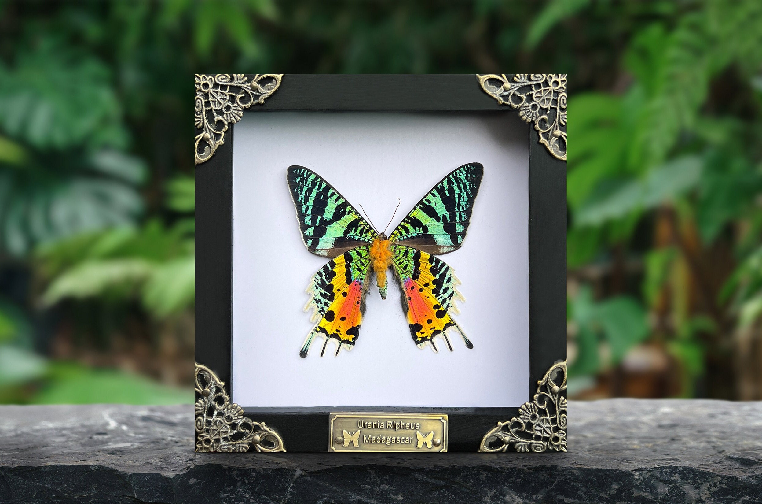 Real Framed Butterfly Sunset Moth Urania Ripheus Dried Insect