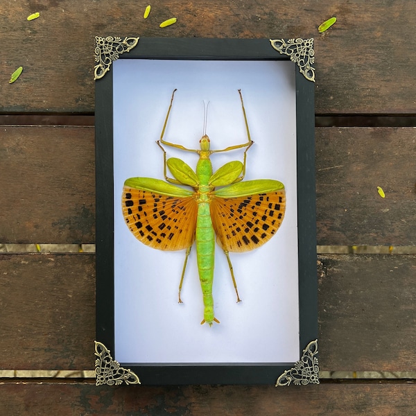Real Framed Giant Walking Stick Insect Shadow Box Preserved Bug Dead Taxidermy Gothic Oddities Artwork Taxadermy Wall Hanging Decoration