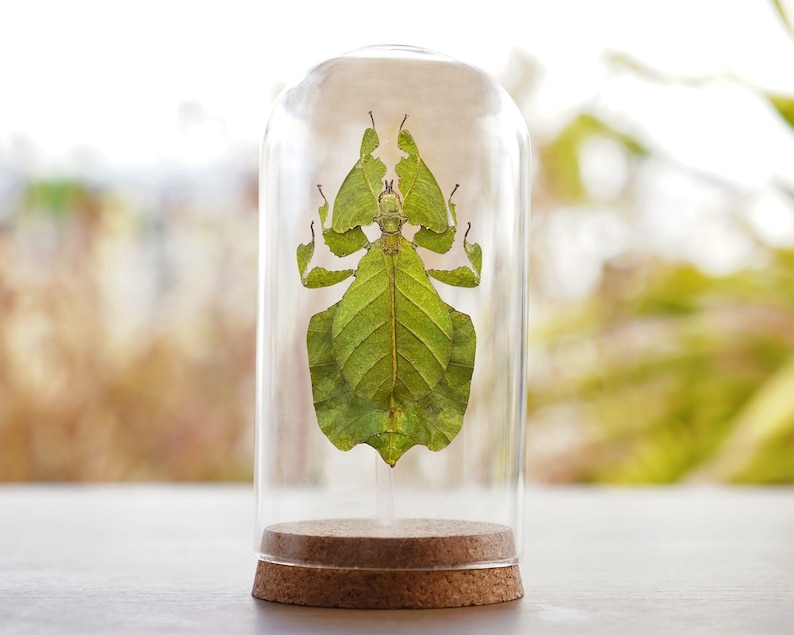 Real Walking Leaf Insect Beetle Taxidermy Glass Dome Jar Display Dried Bug Butterfly Taxadermy Oddities Curiosities Gothic Christmas Decor image 1