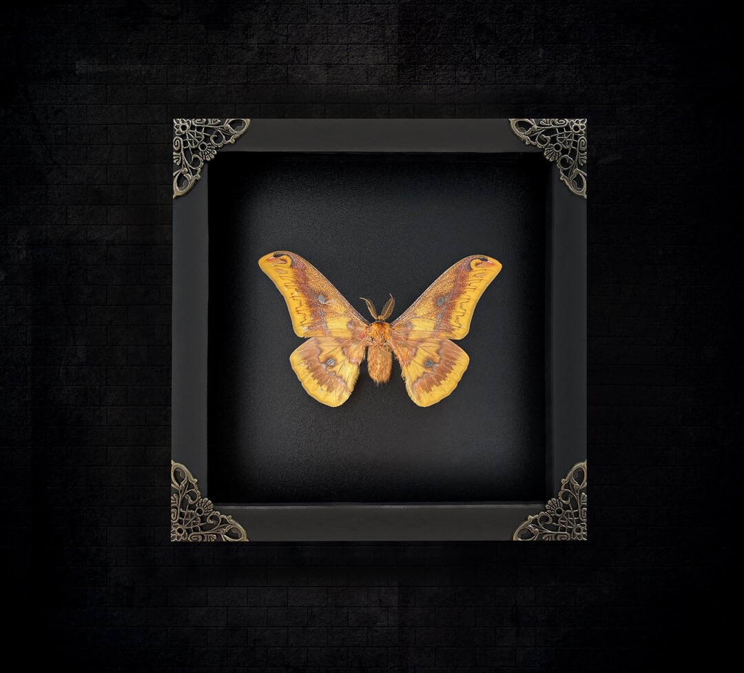 Real Framed Silk Moth Shadow Box Dried Taxidermy Butterfly Insect ...