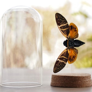 Cicada Artwork Christmas Frame Witch Home Decor Shadow Box Bug Beetle Taxadermy Preserve Insects Decoration Artwork Oddity Collection