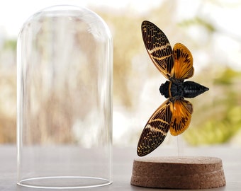 May include: A preserved cicada insect with black and orange wings displayed on a cork base under a glass dome.