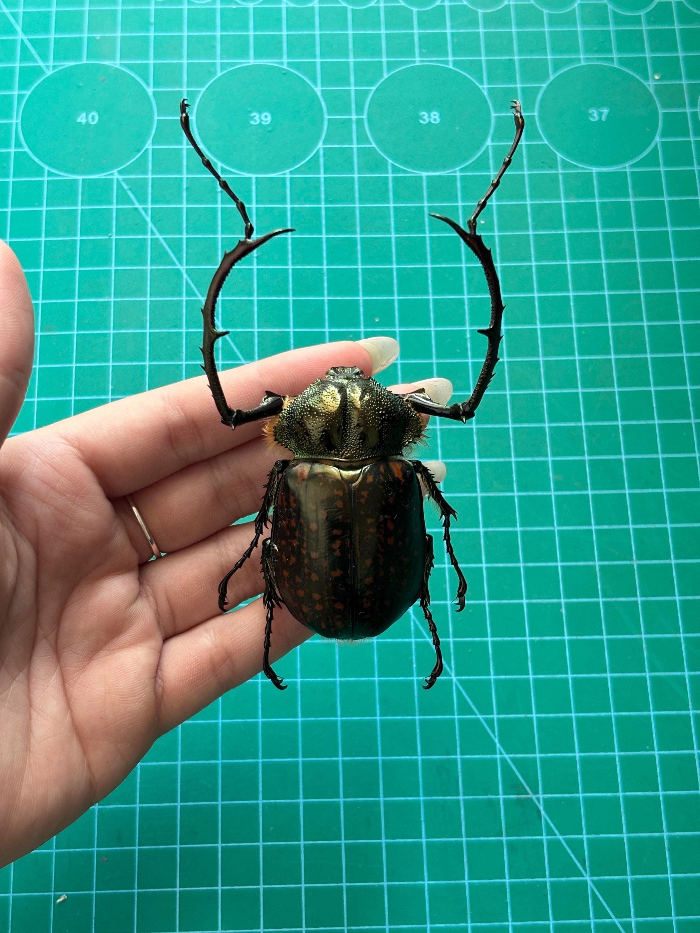 1 Cheirotonus Long Arm Beetle 5