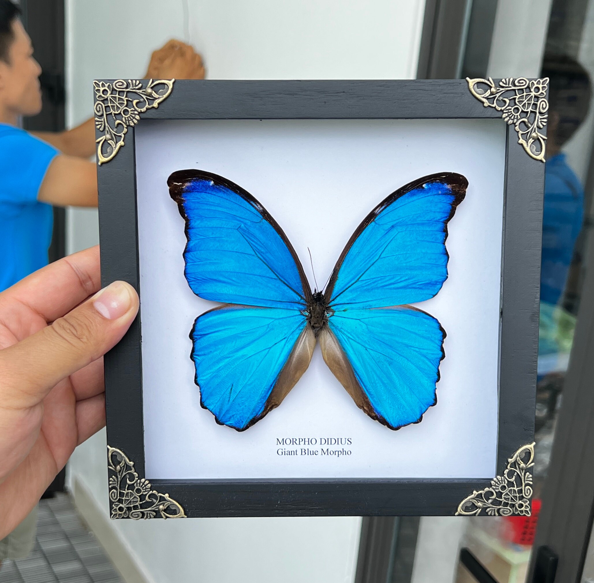 Real Framed Morpho Butterfly Shadow Box Insect Frame Dried Taxidermy ...