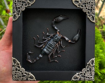 Taxidermy Scorpion Frame Shadow Box Insect Frame Taxidermy Taxadermy Black Wall Decor Artwork Gothic Home Decor