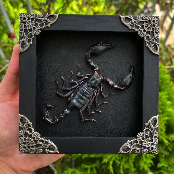 Scorpion Frame Taxedermy Black Wall Decor Gothic Artwork, Preserve Insects Frame,Butterfly Mantis Cicada Frame Entomology Gift Insect Lover