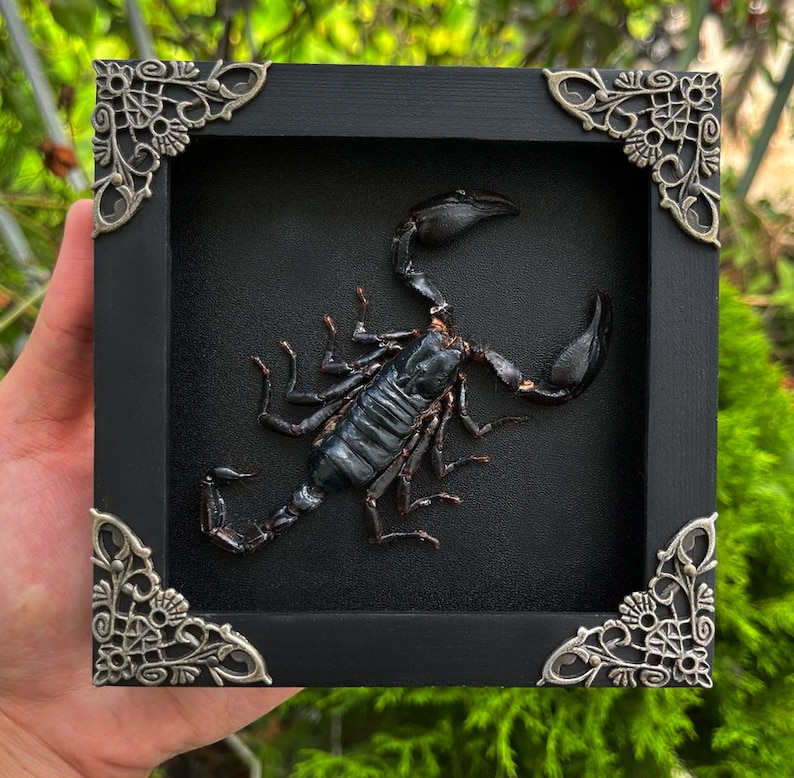 May include: A framed black scorpion display. The scorpion is centered on a black background within a square black frame. Decorative silver corner accents adorn the frame. The scorpion is black with detailed features.