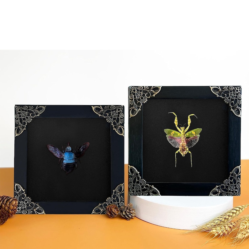 Reading Room Decor Framed Mantis Creobroter & Blue Bee Minimal Tabletop Decor Shelf Decor Accents Natural Aesthetic Home Decoration image 2