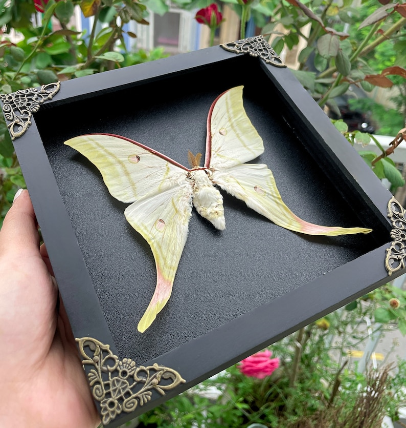 May include: A framed white and pink Luna moth with intricate details, displayed in a black frame with ornate gold accents.