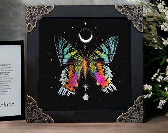 Real Framed Butterfly Sunset Moth Urania Ripheus Dried Insect