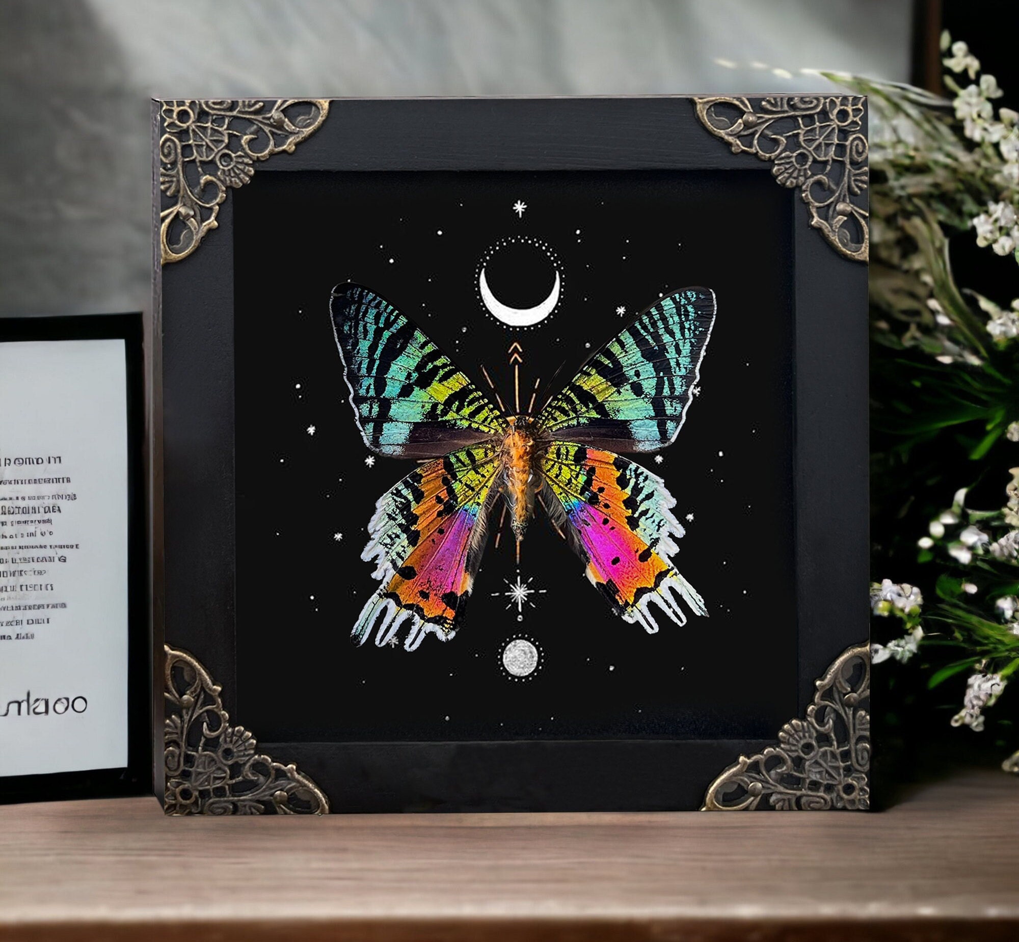 Real Framed Butterfly Sunset Moth Urania Ripheus Dried Insect