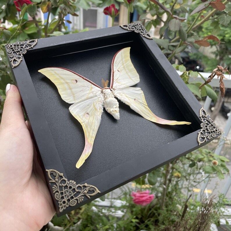 May include: A pale yellow moth specimen with long, trailing wing tails is mounted inside a square black shadow box frame. The frame features ornate, metallic corner accents with intricate filigree patterns on each of the four corners.