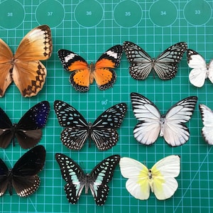 15 Real Assorted Beetles Bees Cicada Scorpion Butterfly - Preserved Insect-Dried Ethical Bug-Raw Pinned Bugs Oddity Taxidermy Taxadermy 10 spread butterflie