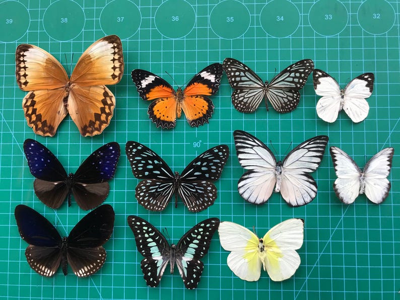 15 Real Assorted Beetles Bees Cicada Scorpion Butterfly - Preserved Insect-Dried Ethical Bug-Raw Pinned Bugs Oddity Taxidermy Taxadermy 10 spread butterflie