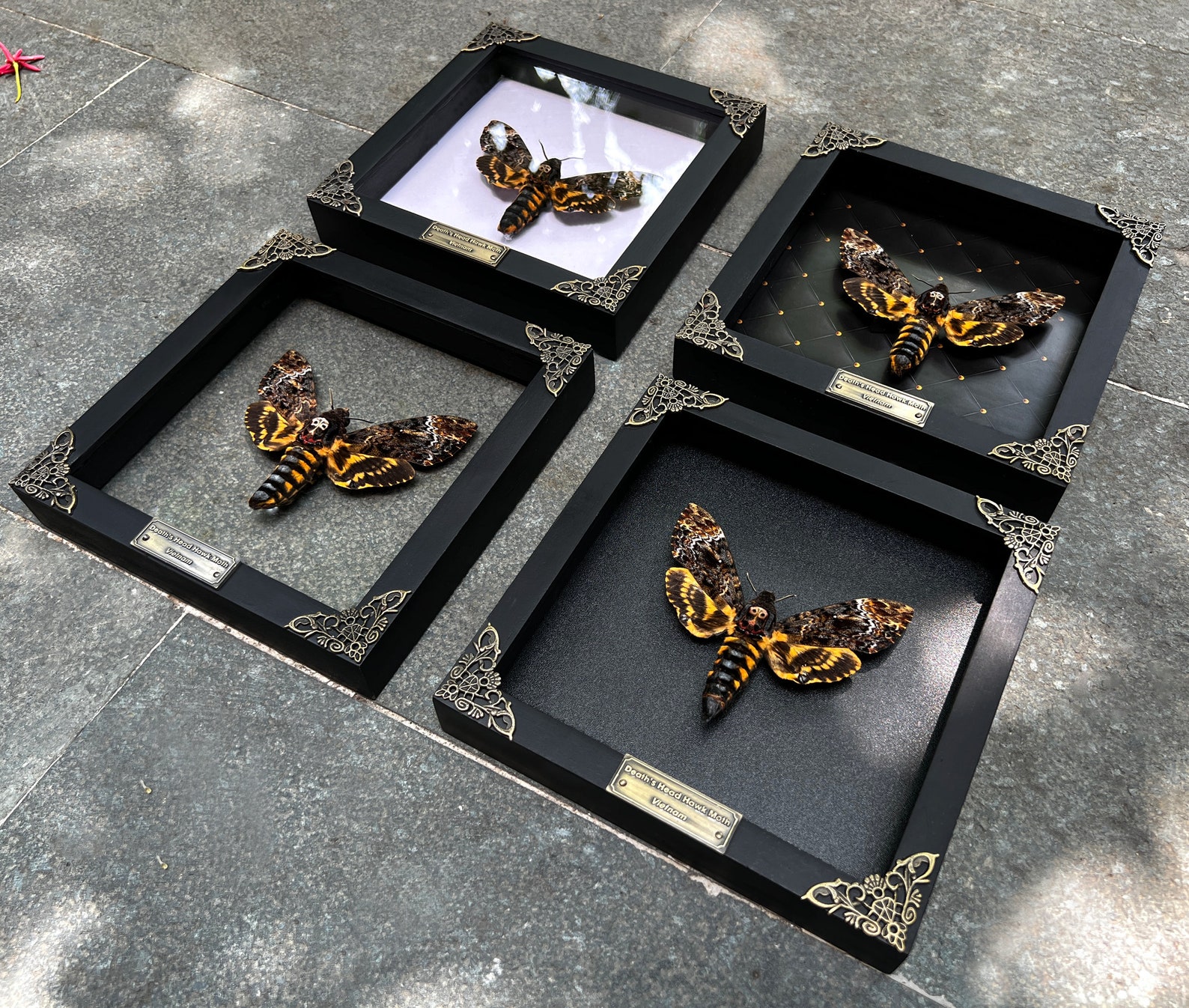 Four framed Death’s Head Hawk Moth with skull marking with black, white, clear, and rhombus backgrounds in an ornate metal-cornered black frame