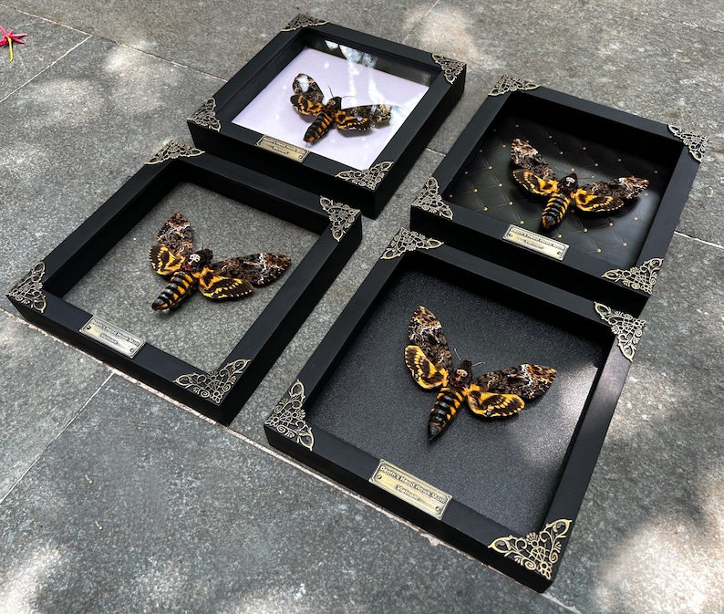Puede incluir: Cuatro cajas de sombra negras con adornos dorados, cada una mostrando un esp&eacute;cimen diferente de Esfinge de la Muerte. Las polillas est&aacute;n montadas sobre un fondo negro y tienen intrincados patrones de amarillo, naranja y negro.