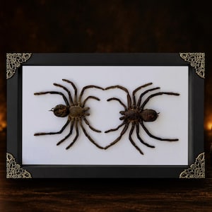 May include: A rectangular black frame with ornate gold-toned corner accents containing two preserved brown tarantulas mounted on a white background. The spiders are positioned so their legs meet to form a heart shape in the center of the display.