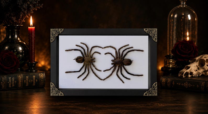 May include: A rectangular black frame with ornate gold-toned corner accents containing two preserved brown tarantulas mounted on a white background. The spiders are positioned so their legs meet to form a heart shape in the center of the display.