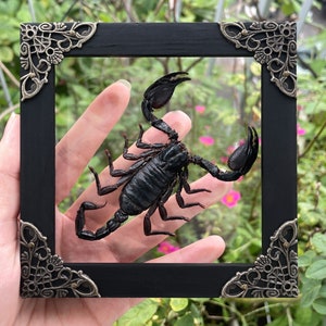 Scorpion Frame Taxedermy Black Wall Decor Gothic Artwork, Preserve Insects In Frame,Butterfly Mantis Cicada Frame Entomology Christmas Gift