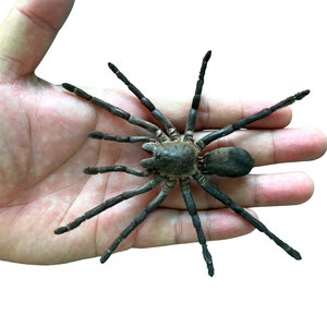 May include: A large, dark brown spider with eight long, segmented legs and a rounded abdomen. The spider has a textured, matte appearance and is positioned centrally, displaying its full leg span and distinct body segments clearly.