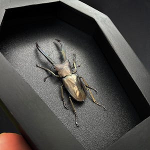 May include: A preserved stag beetle with a metallic, iridescent brown and bronze exoskeleton and large, branched mandibles. The insect is mounted inside a black, coffin-shaped display frame with a textured black backing.