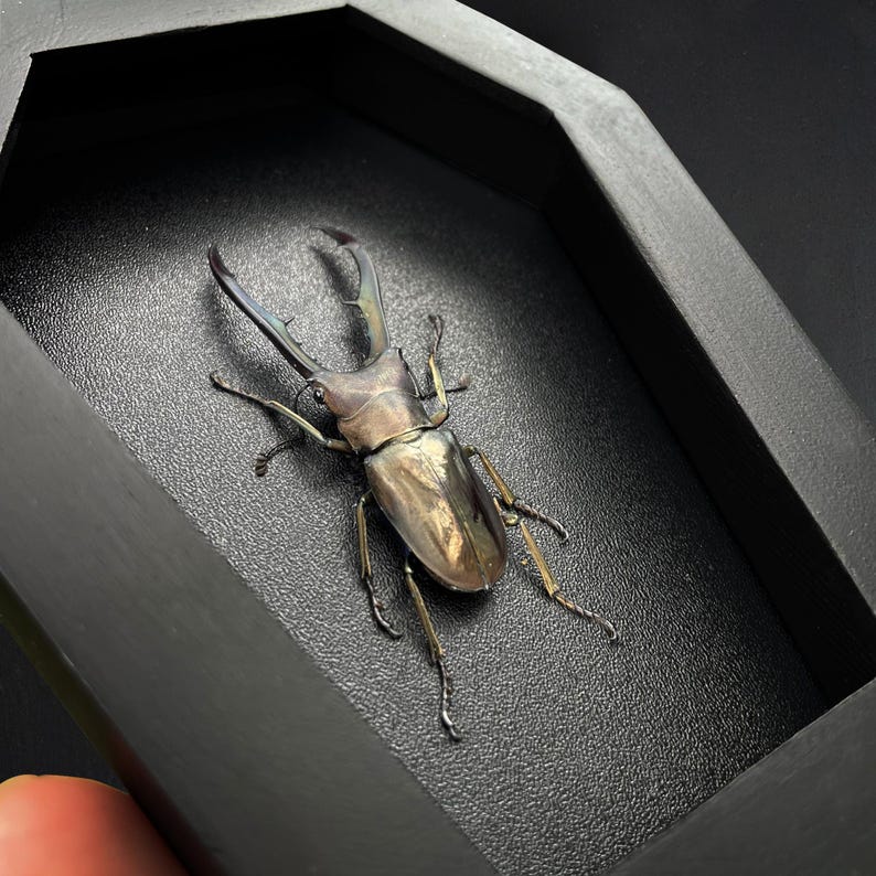 May include: A preserved stag beetle with a metallic, iridescent brown and bronze exoskeleton and large, branched mandibles. The insect is mounted inside a black, coffin-shaped display frame with a textured black backing.