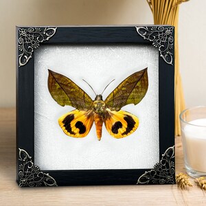 Real Framed Butterfly Handmade Shadow Box Insect Frame - Etsy