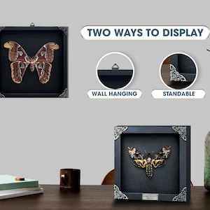 May include: Two square black shadow box frames with ornate silver corner accents, each containing a preserved moth specimen. The text "TWO WAYS TO DISPLAY" appears above two circular insets labeled "WALL HANGING" and "STANDABLE" showing display features.