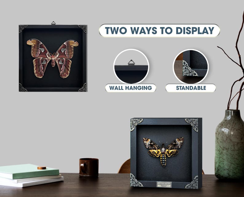 May include: Two square black shadow box frames with ornate silver corner accents, each containing a preserved moth specimen. The text "TWO WAYS TO DISPLAY" appears above two circular insets labeled "WALL HANGING" and "STANDABLE" showing display features.