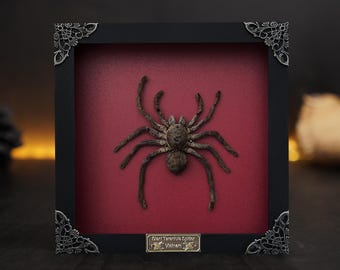 Entomology Decor Real Framed Tarantula Spider Insect Specimen Shadow Box Gothic Oddities Artwork Unique Oddity Christmas Gift
