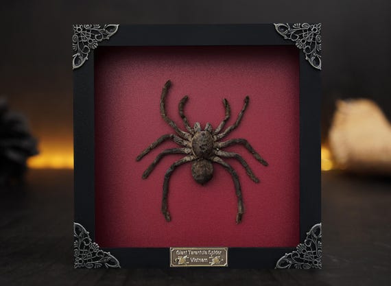 Real Framed Spider Tarantula Bird Eating Insect Shadow Box Taxidermy Taxadermy Artwork Oddities Curiosities Home Gothic Decor