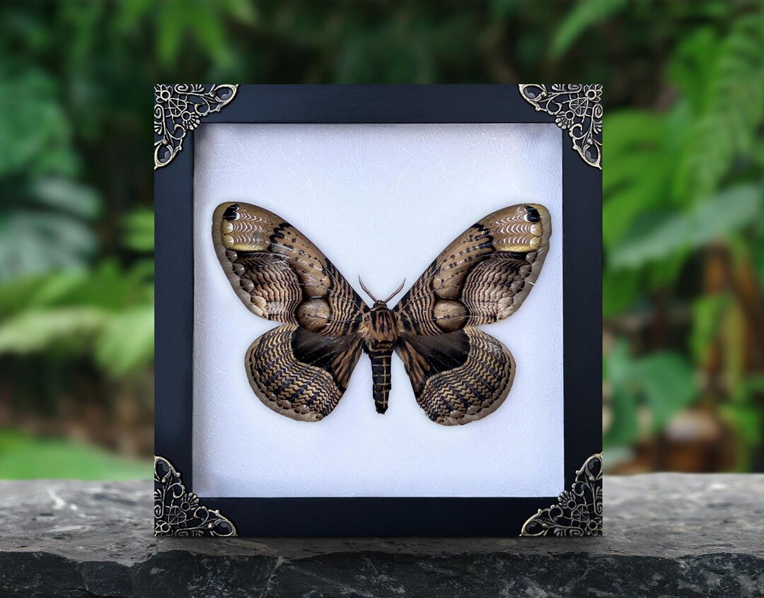 Real Framed Butterfly Shadow Box Insect Frame Dried Taxidermy Dead ...