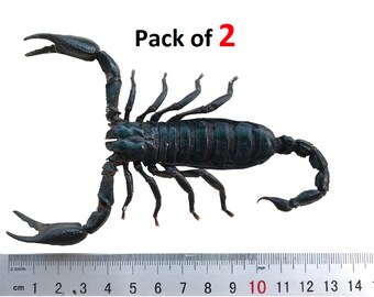 2 Real Giant Scorpion 7 Large Beetle Insect Bug Entomology - Etsy 2 Real Giant Scorpion 7 Large Beetle Insect Bug Entomology - Etsy