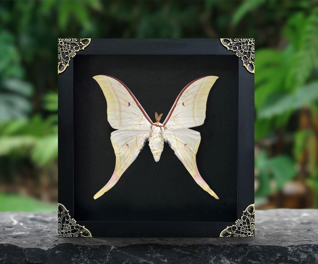 Real Framed Luna Moon Moth Shadow Box Butterfly Insect Frame Dried ...