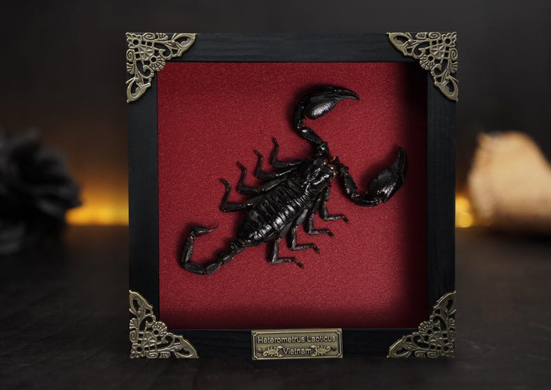 May include: A preserved black Heterometrus laoticus scorpion specimen mounted inside a square black wooden frame with ornate metal corner accents. The background is a deep red fabric, and a small metal plaque reads Heterometrus laoticus Vietnam.