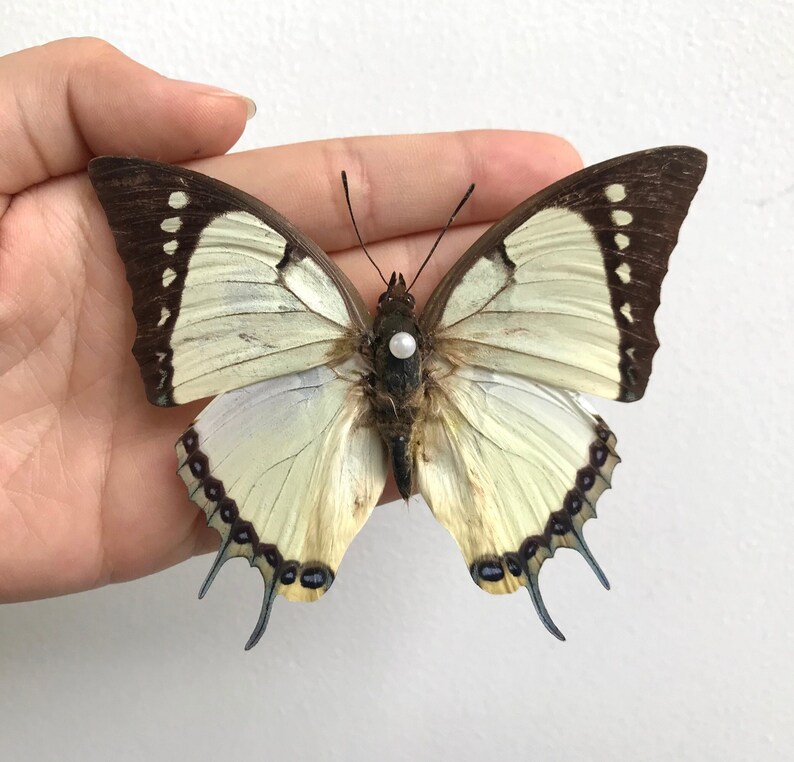 K&ouml;nnte beinhalten: Ein Schmetterling mit cremefarbenen und braunen Fl&uuml;geln, gehalten in einer Hand. Die Fl&uuml;gel haben dunkelbraune R&auml;nder mit wei&szlig;en Punkten und eine cremefarbene Mitte. Der Schmetterling hat eine perlenartige Perle auf seinem K&ouml;rper.