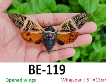 Cigarra real, insecto seco, insecto muerto, entomología, espécimen montado, alas de cicadoidea, taxidermia