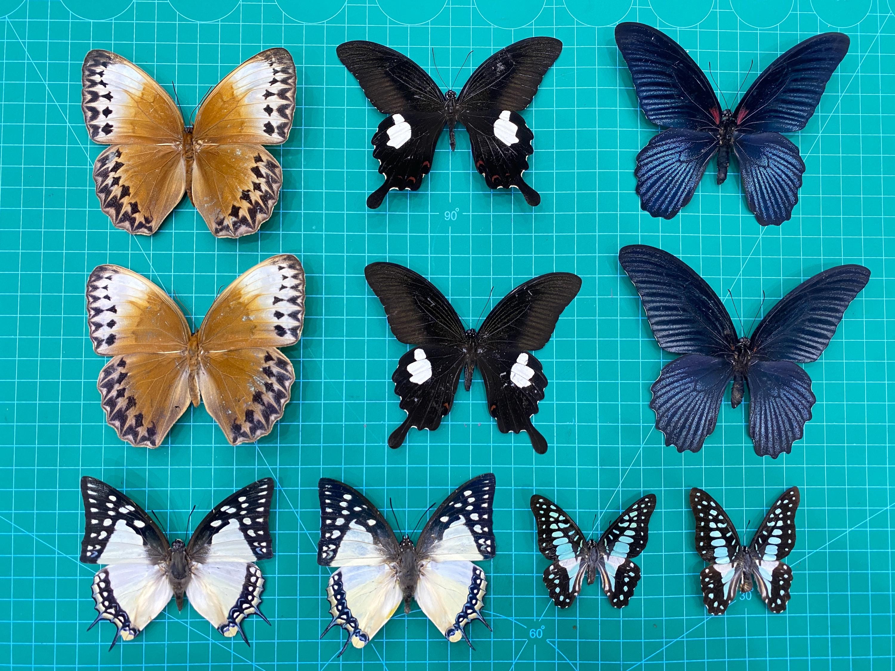 10 Real Mounted Butterflies Assorted Preserved Spread Taxidermy ...