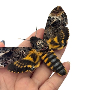May include: A large Death's-head hawkmoth with dark brown and black patterned wings, featuring a distinct skull-like marking on its thorax. The moth has a vibrant yellow and black striped abdomen and yellow patches at the base of its wings.