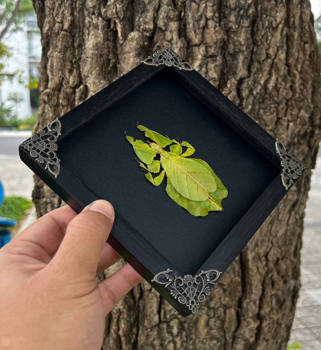 Green Walking Leaf Oddities Curiosities Home Decor Insect Shadow Box Bug Frame Taxidermy Wall Hanging Display Black Gothic Shelf Decor - Etsy
