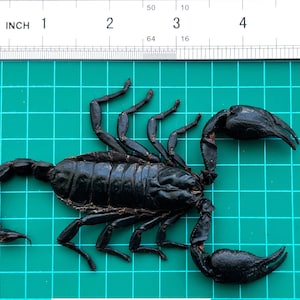 Op de afbeelding: Een zwarte schorpioen, ongeveer 10 cm lang, wordt getoond op een groene rasterachtergrond. De schorpioen heeft een gesegmenteerd lichaam, grote scharen en een gebogen staart. Een liniaal met inch-markeringen is zichtbaar.