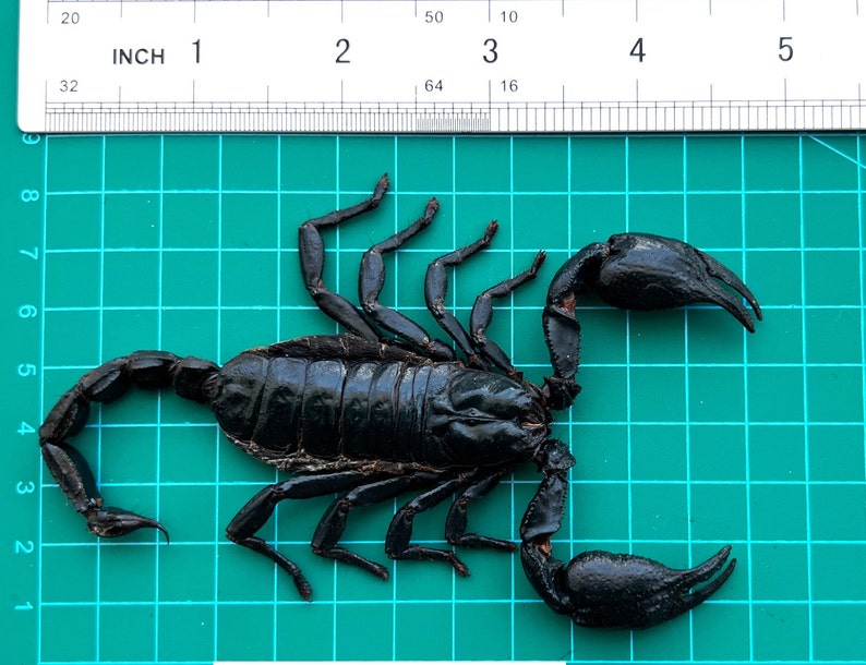 Op de afbeelding: Een zwarte schorpioen, ongeveer 10 cm lang, wordt getoond op een groene rasterachtergrond. De schorpioen heeft een gesegmenteerd lichaam, grote scharen en een gebogen staart. Een liniaal met inch-markeringen is zichtbaar.