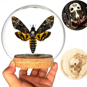 Real Death Head Moth Acherontia Dome Butterfly Hawkmoth Insect Silence of the Lambs Gothic Wall Decor Entomology Gifts Oddities Artwork