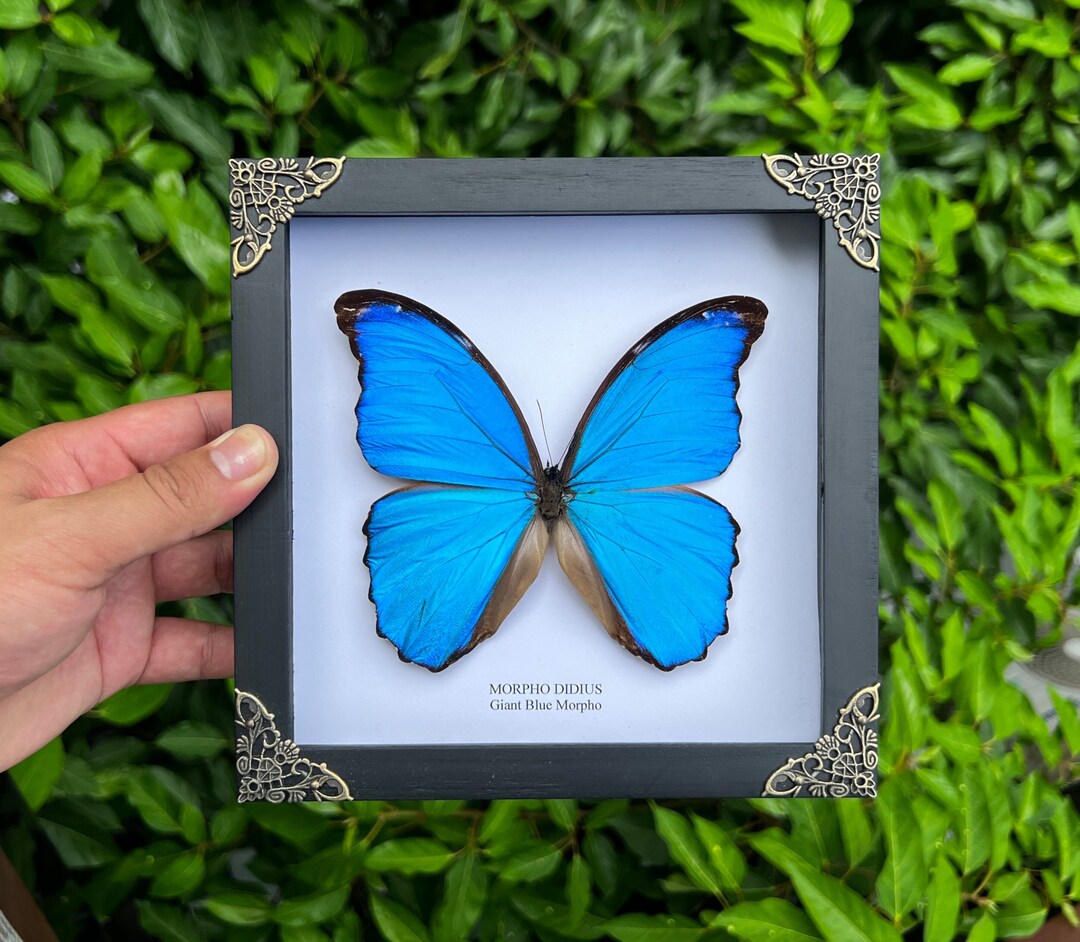 Real Framed Morpho Butterfly Shadow Box Insect Frame Dried Taxidermy ...