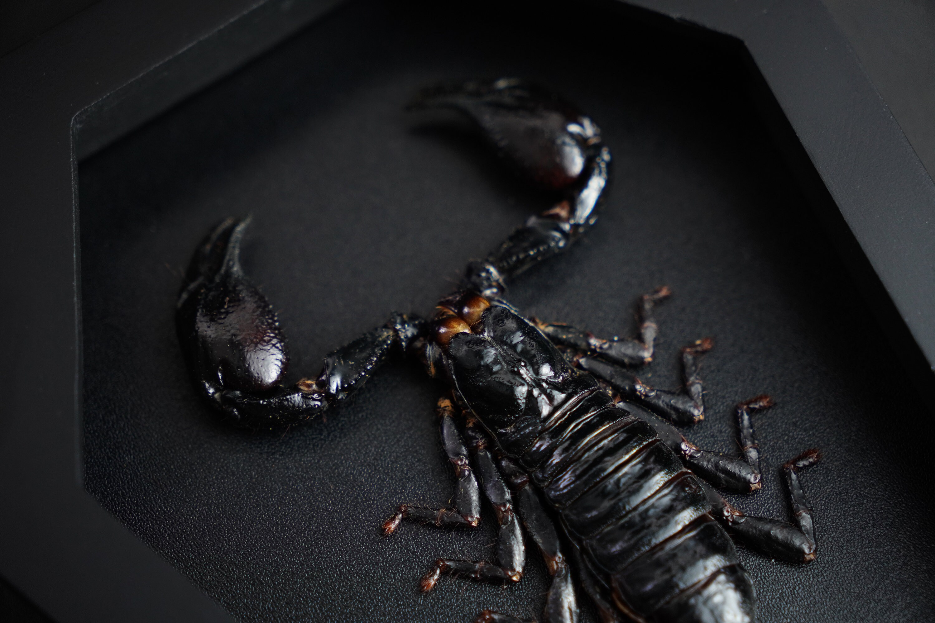 Real Scorpion Coffin Shadow Box, Black Gothic Hanging Decor