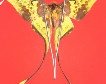 100Pcs Real Butterfly Wings DIY Jewelry Artwork Art Hand Craft Random Gift BNSU 