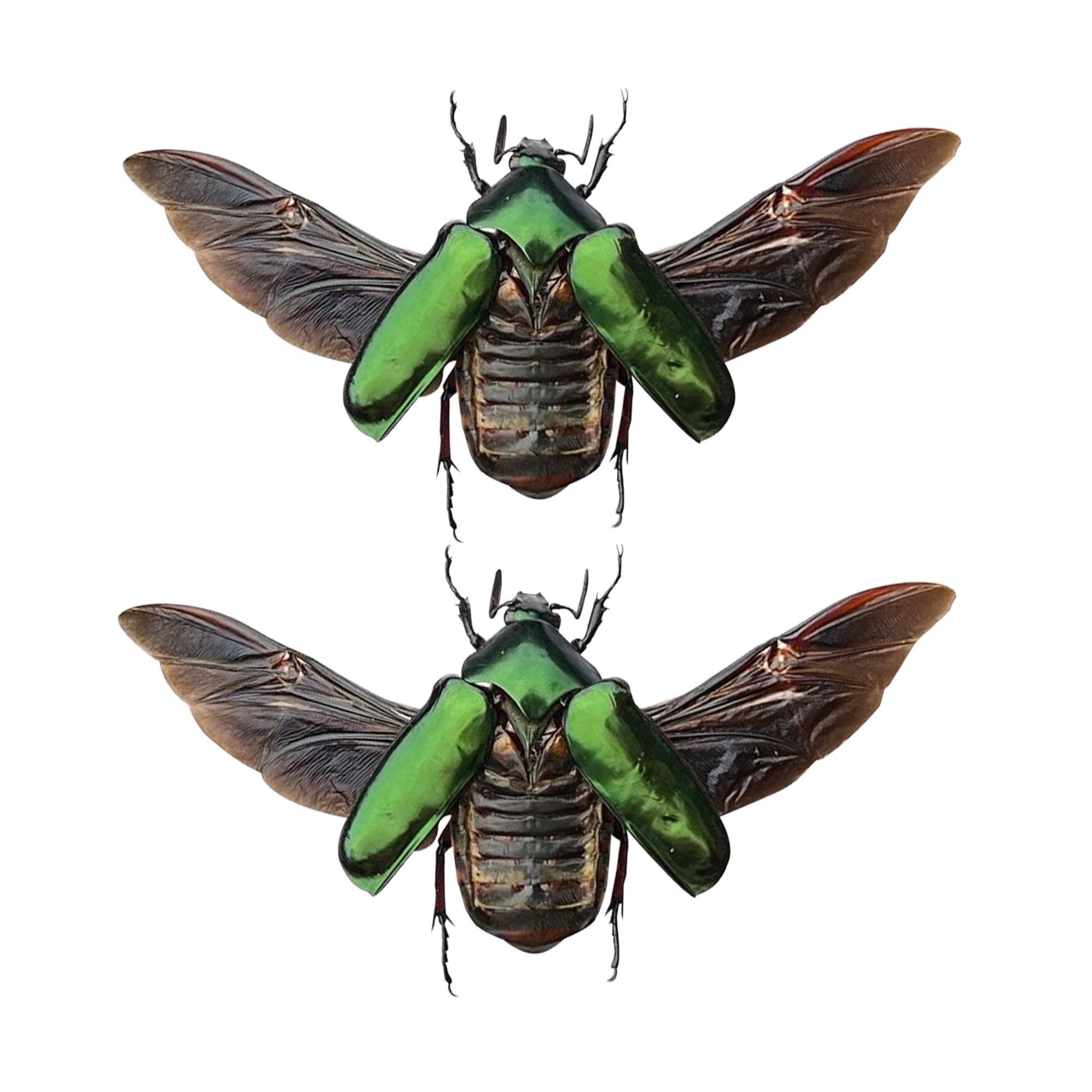 Vase & Carapaces de Scarabée. Pièce Unique | Jare with Jwel Beetle