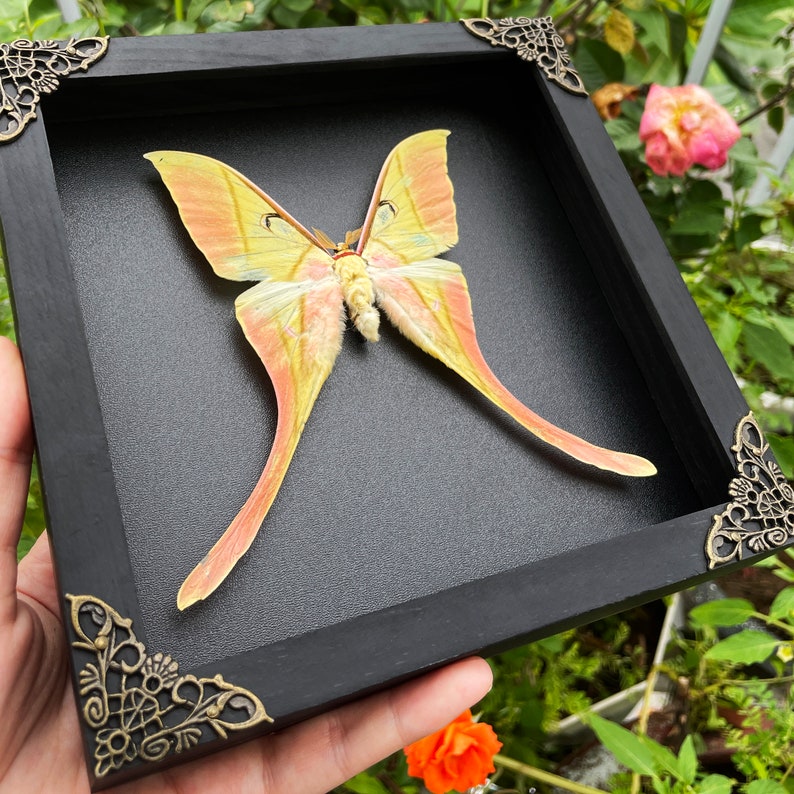 Moth In Frame Real Luna Moon Moth in Frame Butterfly Insect Frame Dried Taxidermy ...