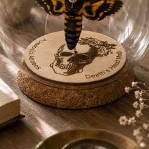 May include: A preserved Death's Head moth specimen mounted on a circular wooden base inside a glass dome. The base features an engraved skull illustration with floral details and the text Acherontia Atropos and Death's Head Moth.